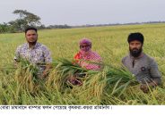 কয়রায় বোরো চাষাবাদে বাম্পার ফলন; কৃষকের মুখে হাসি