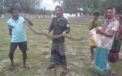 কয়রায় অজগার সাপ উদ্ধার পরে সুন্দরবনে অবমুক্তি