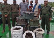সুন্দরবনে বিশেষ অভিযানে ৫ নৌকা সহ অবৈধ কাঁকড়া জব্দ 