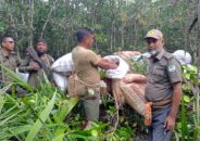 সুন্দরবনে অভিযান ১৮ বস্তা অবৈধ শুটকি চিংড়ি জব্দ
