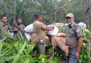 সুন্দরবনে অভিযান ১৮ বস্তা অবৈধ শুটকি চিংড়ি জব্দ